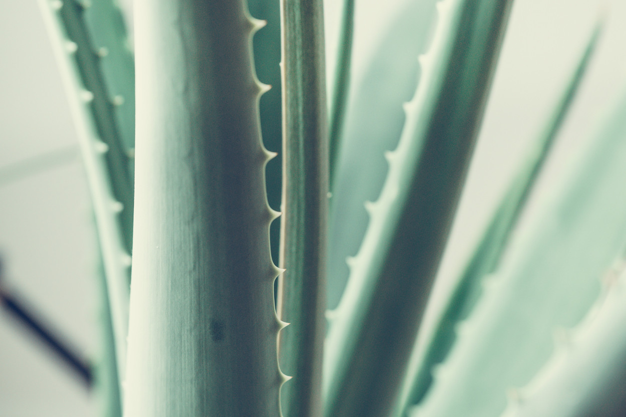 aloe-vera