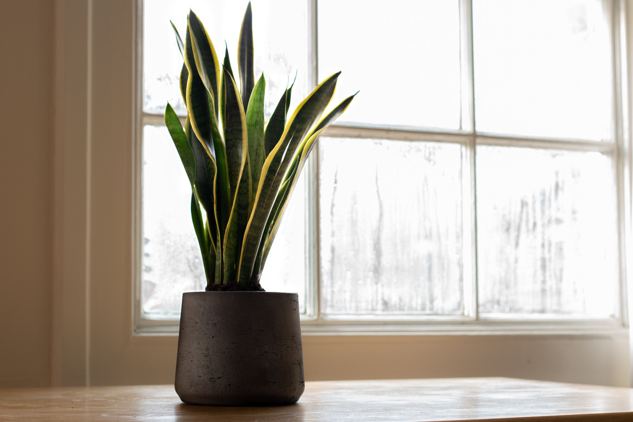 sanseveria