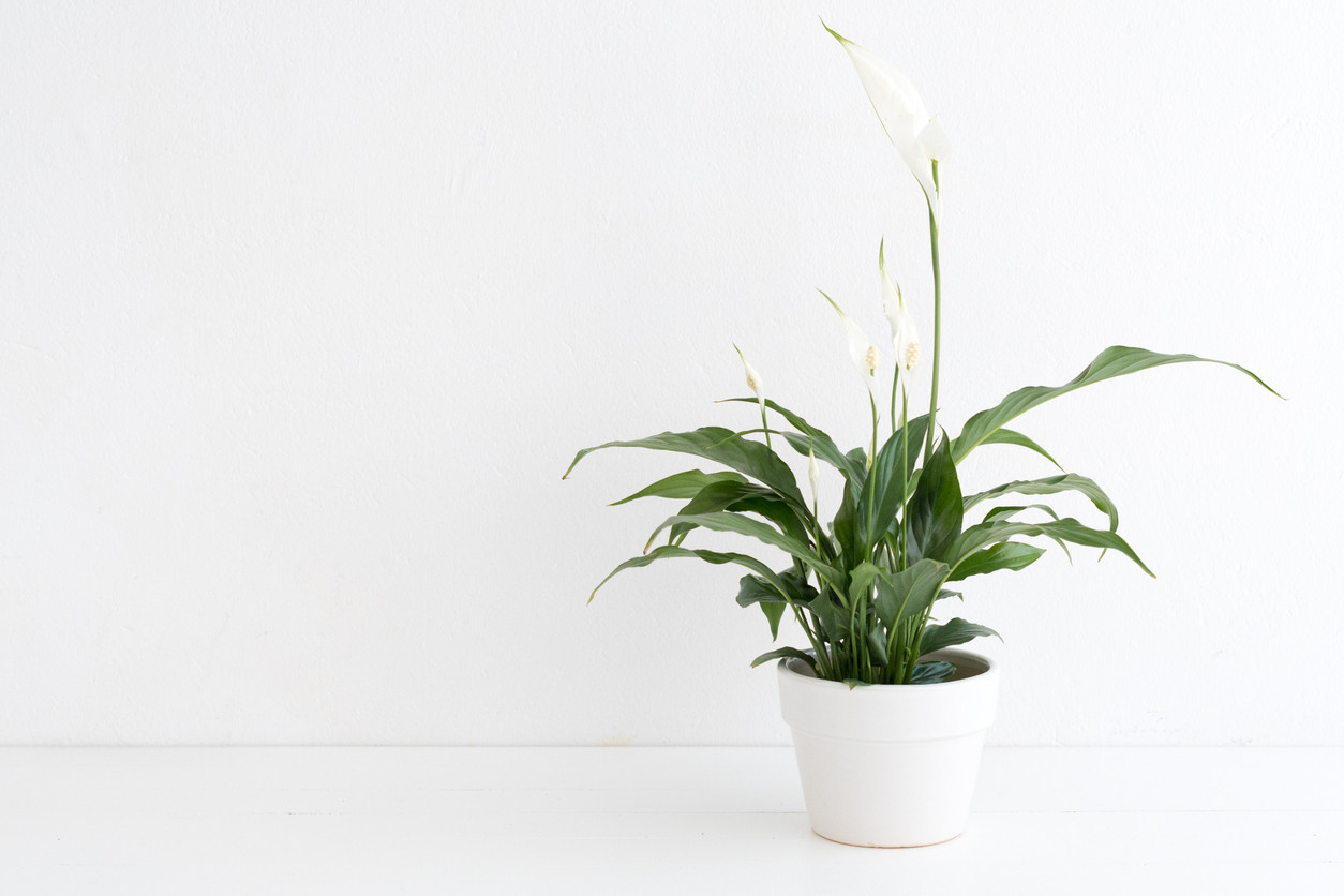 Spathiphyllum